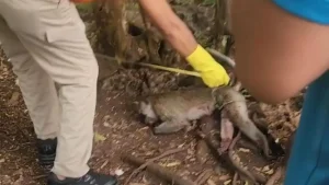 Balita Di Pamekasan Tewas Diserang Monyet Peliharaan Hewan Dibunuh Pemilik