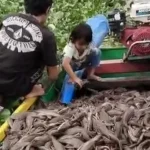 Kontras Ikan Sapu Sapu Dibasmi Di Jakarta Justru Dikonsumsi Warga Sidrap