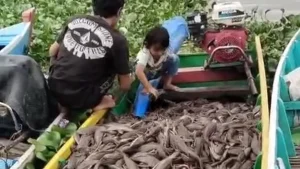 Kontras Ikan Sapu Sapu Dibasmi Di Jakarta Justru Dikonsumsi Warga Sidrap