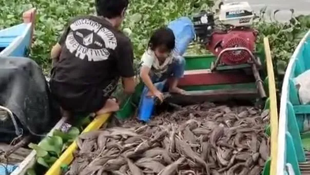 Kontras Ikan Sapu Sapu Dibasmi Di Jakarta Justru Dikonsumsi Warga Sidrap