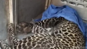 Macan Tutul Terjerat Perangkap Babi Di Bogor Akan Dilepasliarkan